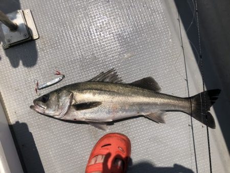 オーシャンズ 京都 釣果