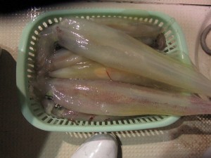 兼六丸 釣果