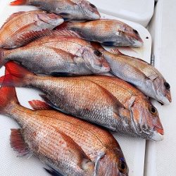 フィシングボートAir(エアー) 釣果