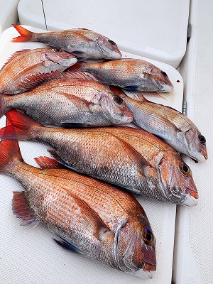 フィシングボートAir(エアー) 釣果