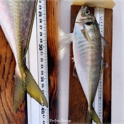 フィシングボートAir(エアー) 釣果