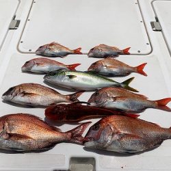 フィシングボートAir(エアー) 釣果