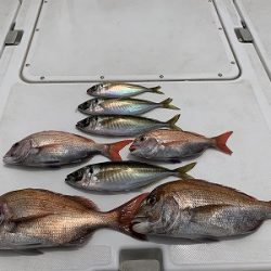 フィシングボートAir(エアー) 釣果