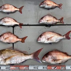 海人丸(うみんちゅまる) 釣果