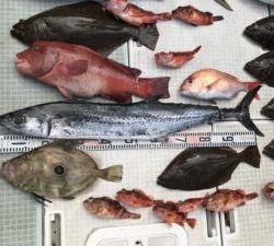 さぶろう丸 釣果