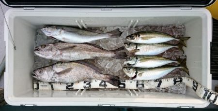 火遠理丸（ほおりまる） 釣果