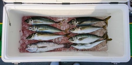 火遠理丸(ほおりまる) 釣果