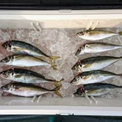 火遠理丸(ほおりまる) 釣果