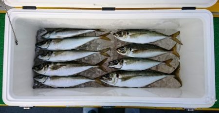 火遠理丸(ほおりまる) 釣果