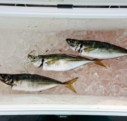 火遠理丸(ほおりまる) 釣果