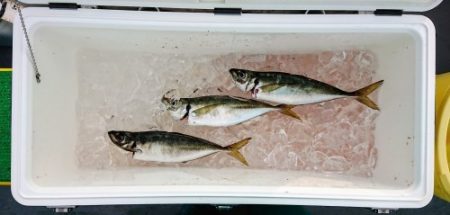 火遠理丸(ほおりまる) 釣果