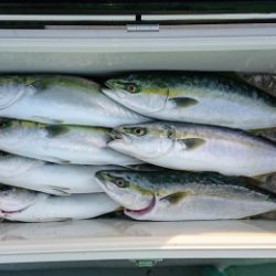 火遠理丸(ほおりまる) 釣果