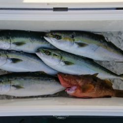 火遠理丸(ほおりまる) 釣果