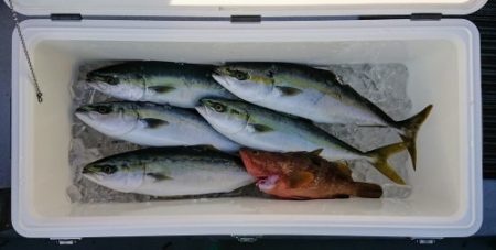 火遠理丸(ほおりまる) 釣果