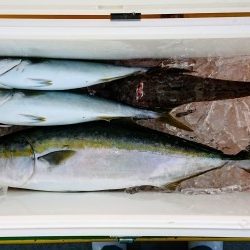 火遠理丸(ほおりまる) 釣果