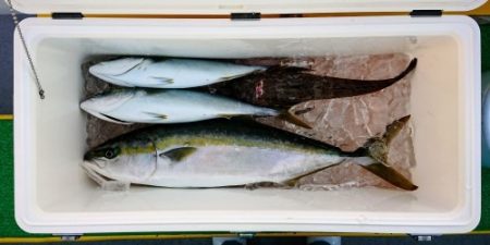 火遠理丸(ほおりまる) 釣果