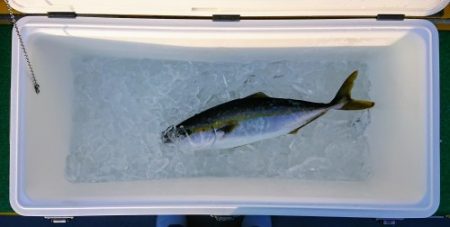 火遠理丸(ほおりまる) 釣果