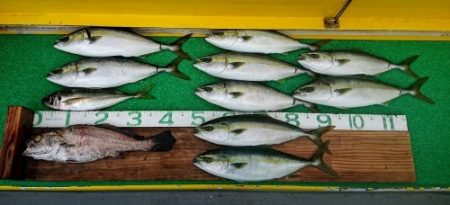 火遠理丸（ほおりまる） 釣果