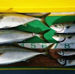 火遠理丸(ほおりまる) 釣果