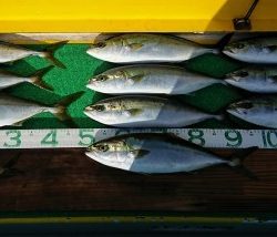 火遠理丸(ほおりまる) 釣果