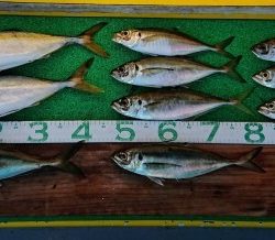 火遠理丸(ほおりまる) 釣果