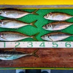 火遠理丸(ほおりまる) 釣果