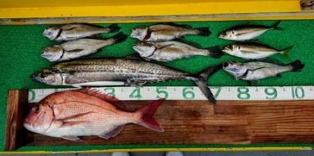 火遠理丸（ほおりまる） 釣果