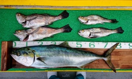 火遠理丸(ほおりまる) 釣果