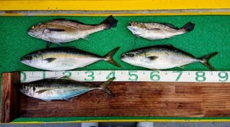 火遠理丸(ほおりまる) 釣果