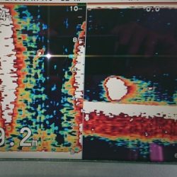 火遠理丸(ほおりまる) 釣果