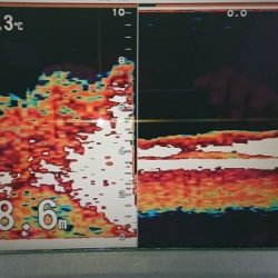 火遠理丸(ほおりまる) 釣果