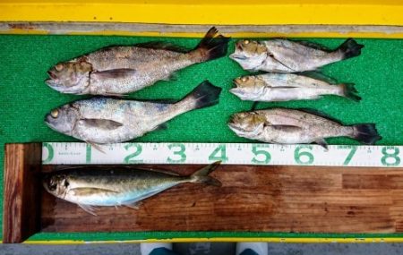 火遠理丸(ほおりまる) 釣果