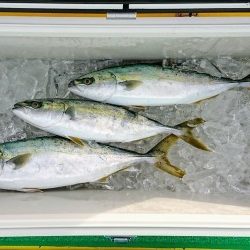 火遠理丸(ほおりまる) 釣果