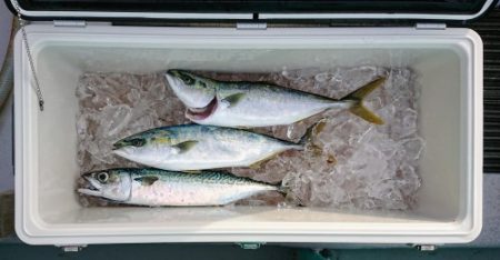 火遠理丸(ほおりまる) 釣果