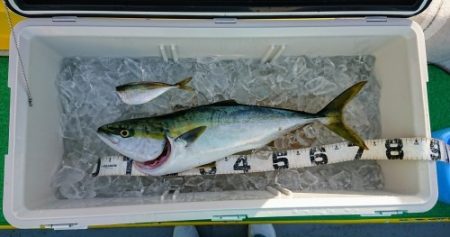 火遠理丸（ほおりまる） 釣果