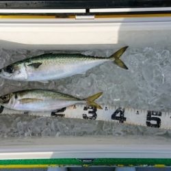 火遠理丸(ほおりまる) 釣果