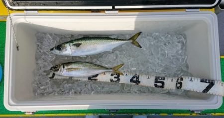 火遠理丸(ほおりまる) 釣果