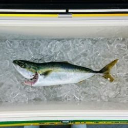 火遠理丸(ほおりまる) 釣果