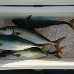 火遠理丸(ほおりまる) 釣果