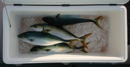 火遠理丸（ほおりまる） 釣果