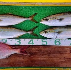 火遠理丸(ほおりまる) 釣果