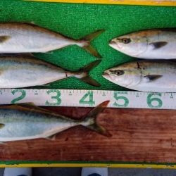 火遠理丸(ほおりまる) 釣果