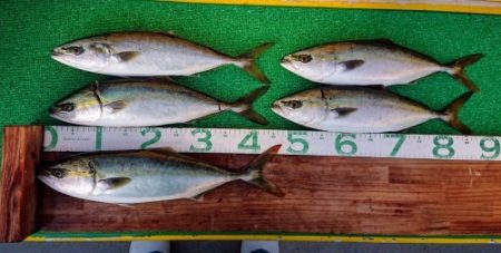 火遠理丸(ほおりまる) 釣果