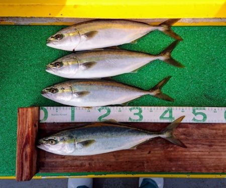 火遠理丸(ほおりまる) 釣果