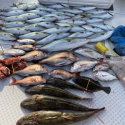 ミタチ丸 釣果