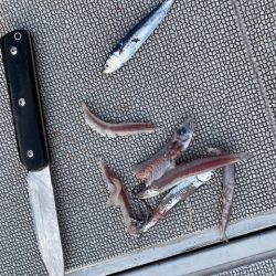 へいみつ丸 釣果