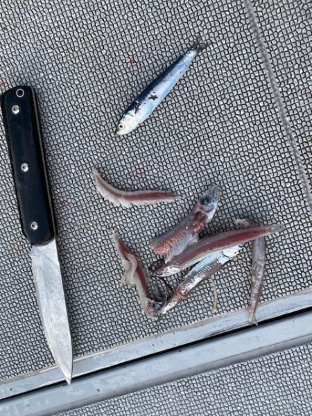 へいみつ丸 釣果