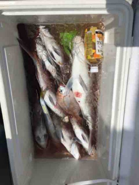 龍宮丸 釣果