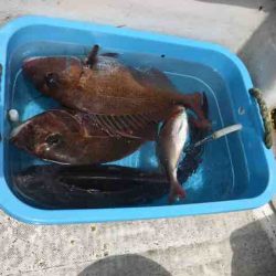 龍宮丸 釣果