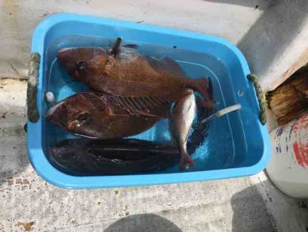 龍宮丸 釣果